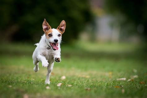 Feb 14, 2022 ... 10 best small breed dogs for running · 1. Best small dog for running – the Jack Russell terrier · 2. Border terrier · 3. Rat terrier · ...